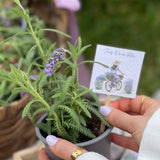 Coffret " Cultiva o Amor "